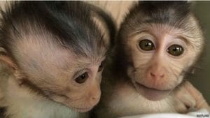 monkeys