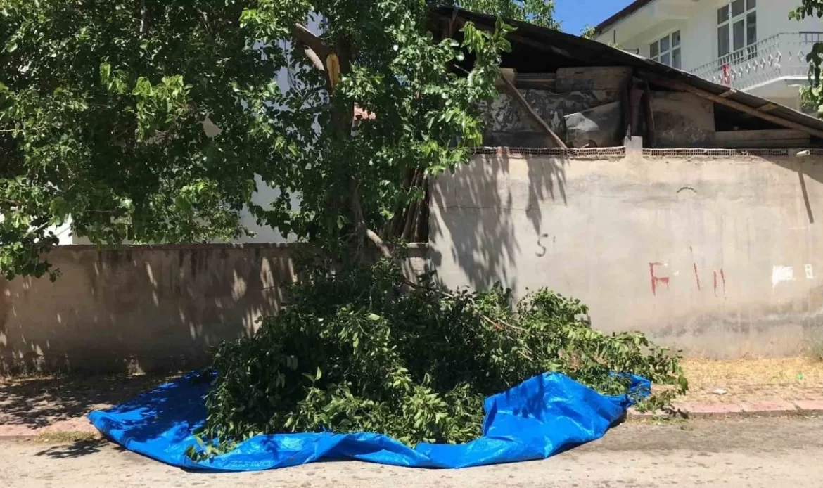 dut-silkelerken-agactan-dusen-adam-agir-yaralandi